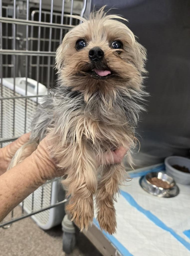 Enlarge Finn aka: Franco, a Adopted Yorkshire Terrier in Sunrise Beach, MO image 2/2