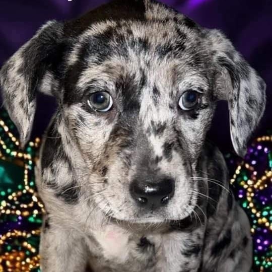 Trixie