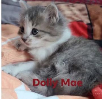 Enlarge Dolly Mae, a Adopted Domestic Medium Hair in Fredericton, NB image 2/5