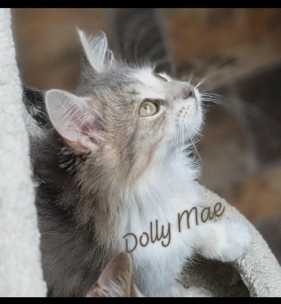 Enlarge Dolly Mae, a Adopted Domestic Medium Hair in Fredericton, NB image 4/5