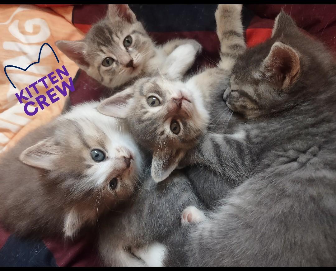 Enlarge Dolly Mae, a Adopted Domestic Medium Hair in Fredericton, NB image 5/5