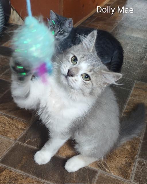 Dolly Mae, Adopted, Young Female Domestic Medium Hair.