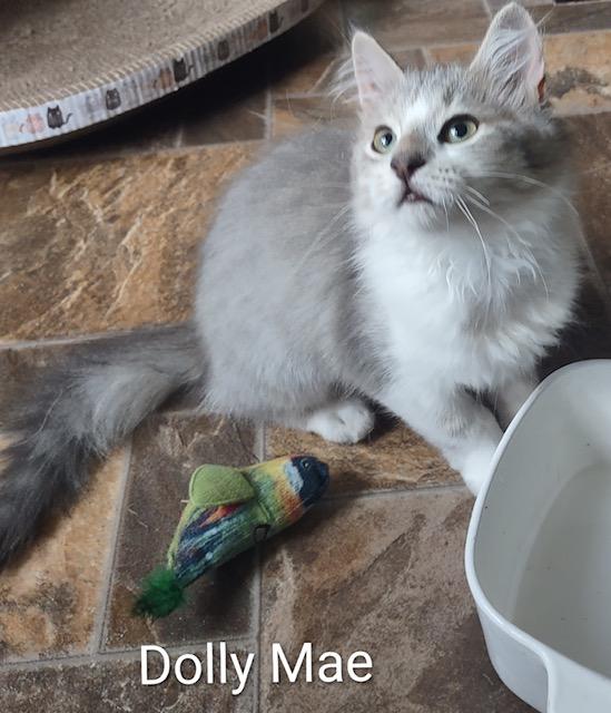 Enlarge Dolly Mae, a Adopted Domestic Medium Hair in Fredericton, NB image 3/5