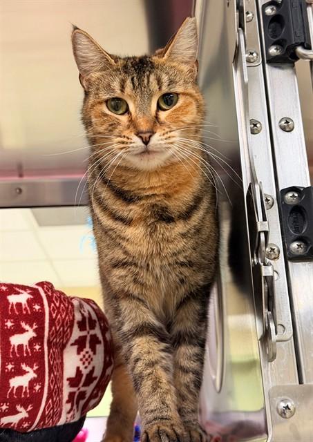 JESSIE, Adoptable, Young Female Domestic Short Hair.