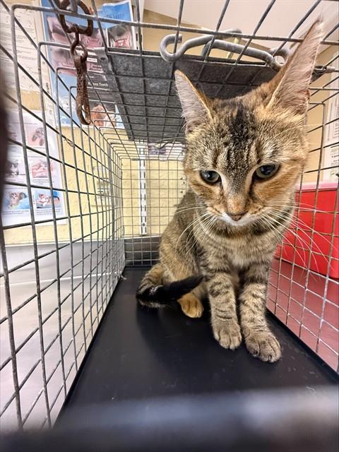 JESSIE, Adoptable, Young Female Domestic Short Hair.