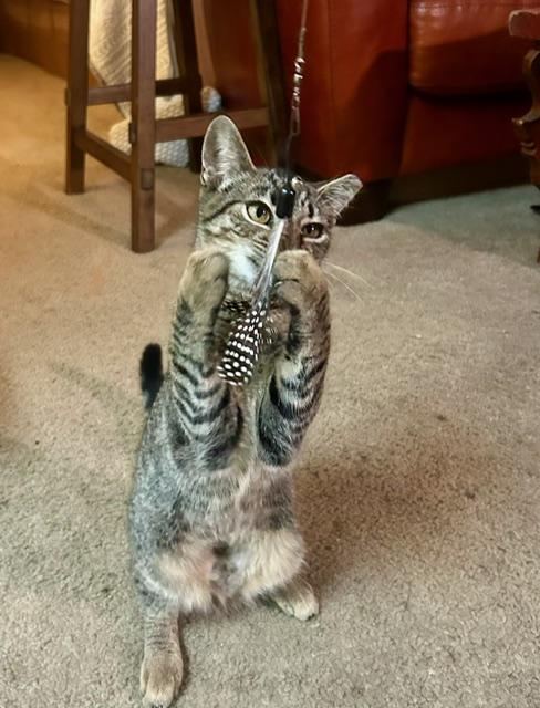 Hannah - bonded with brother Francois, a Adoptable Tabby in Palo Alto, CA image 4/6