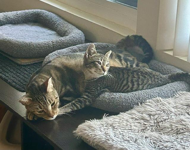 Hannah - bonded with brother Francois, a Adoptable Tabby in Palo Alto, CA image 5/6