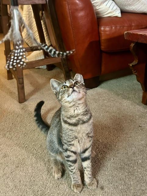 Hannah - bonded with brother Francois, a Adoptable Tabby in Palo Alto, CA image 6/6