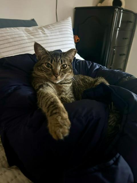 Hannah - bonded with brother Francois, a Adoptable Tabby in Palo Alto, CA image 1/6