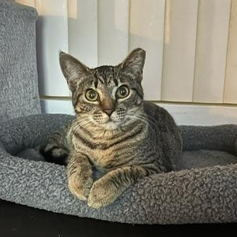 Hannah - bonded with brother Francois, a Adoptable Tabby in Palo Alto, CA image 2/6