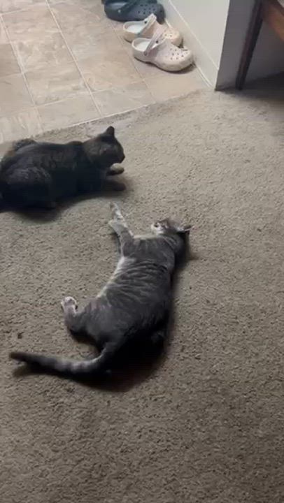 Enlarge Hannah - bonded with brother Francois, a Adoptable Tabby in Palo Alto, CA video 3/6