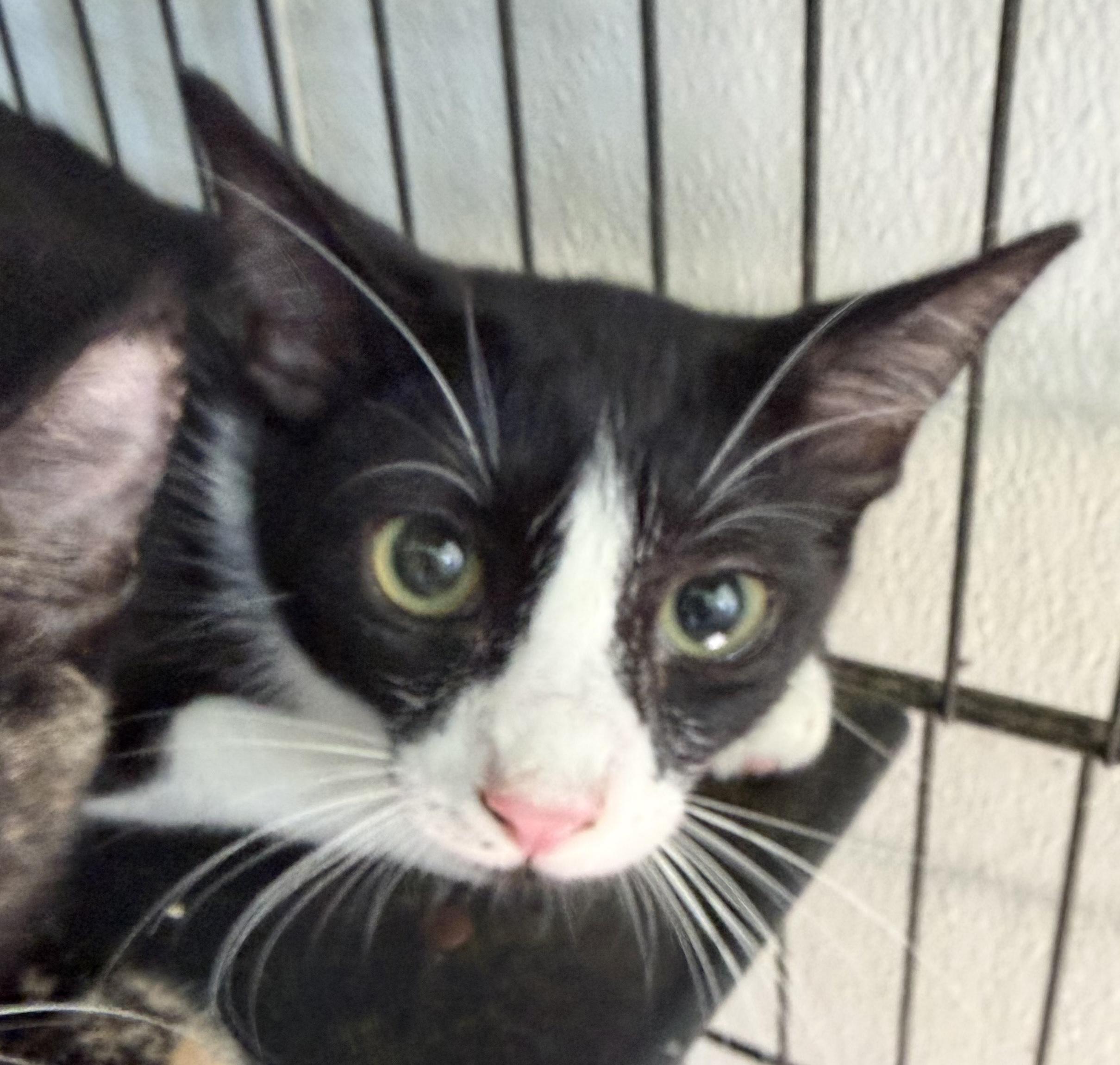 Enlarge Zep, a Adoptable Domestic Short Hair in Deming, NM image 1/1