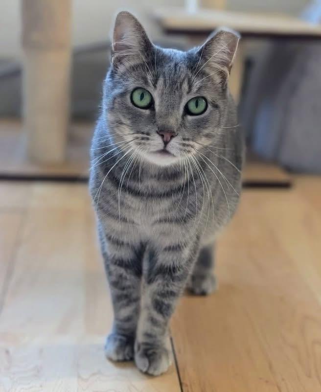 Gibby, Adoptable, Adult Female Domestic Short Hair.
