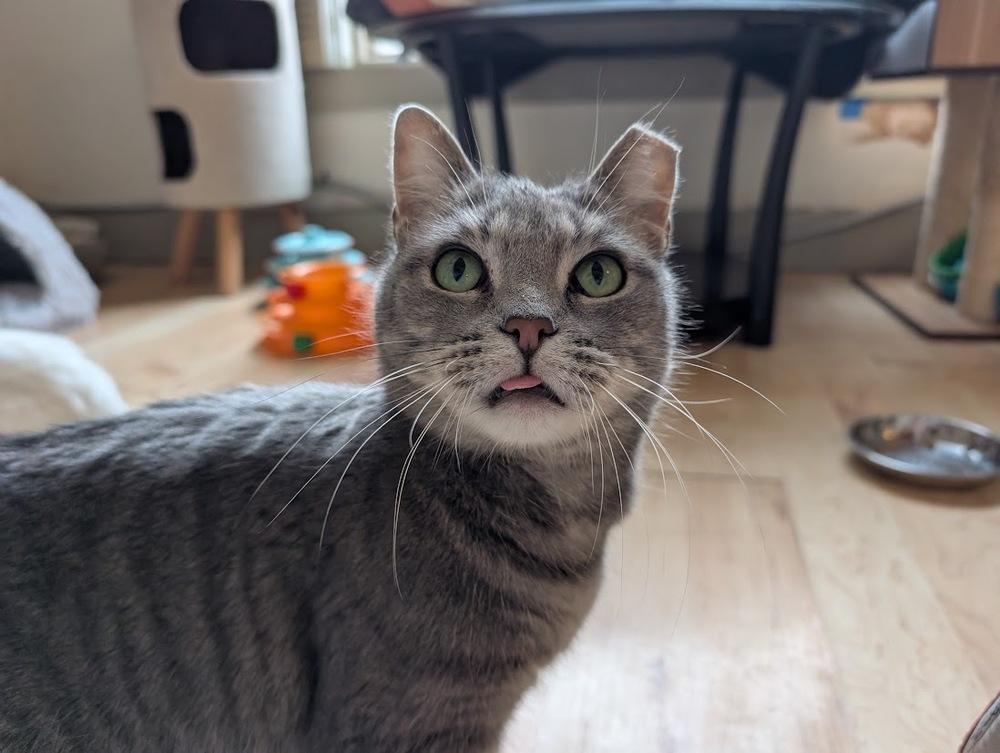 Gibby, Adoptable, Adult Female Domestic Short Hair.