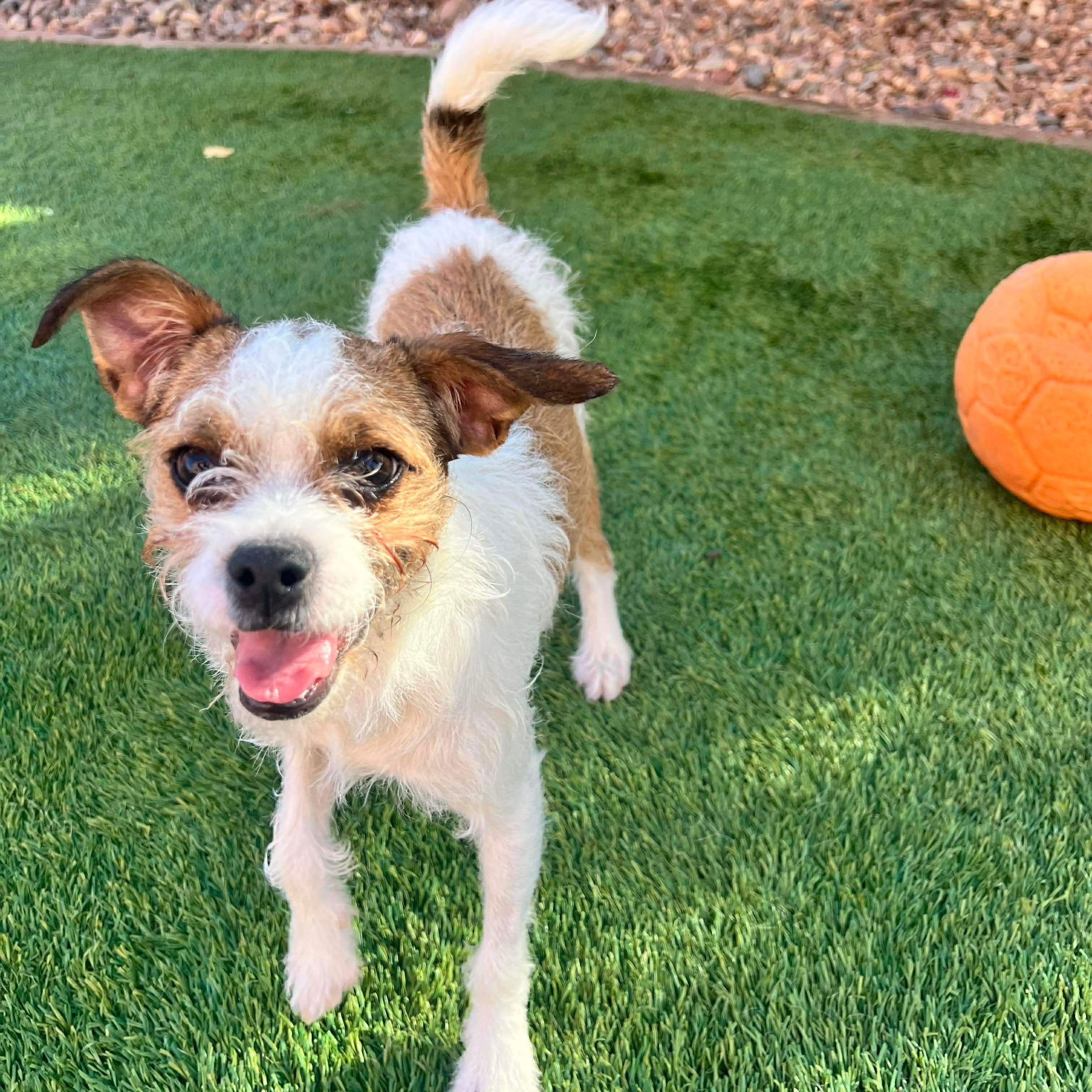 Myrtle, adoptable, Puppy Female Border Terrier.