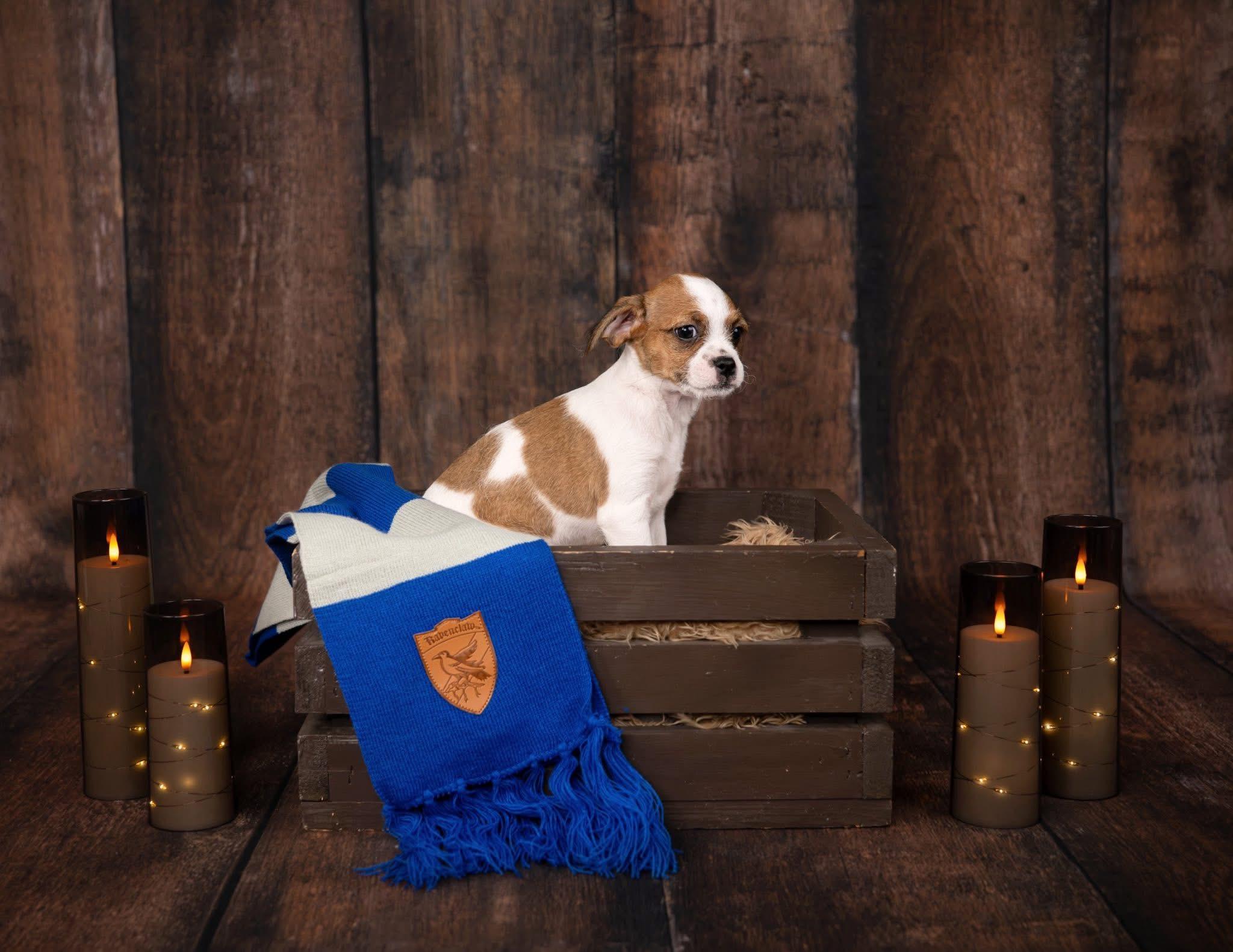 Myrtle, a Adoptable mixed breed in Las Vegas, NV image 1/2