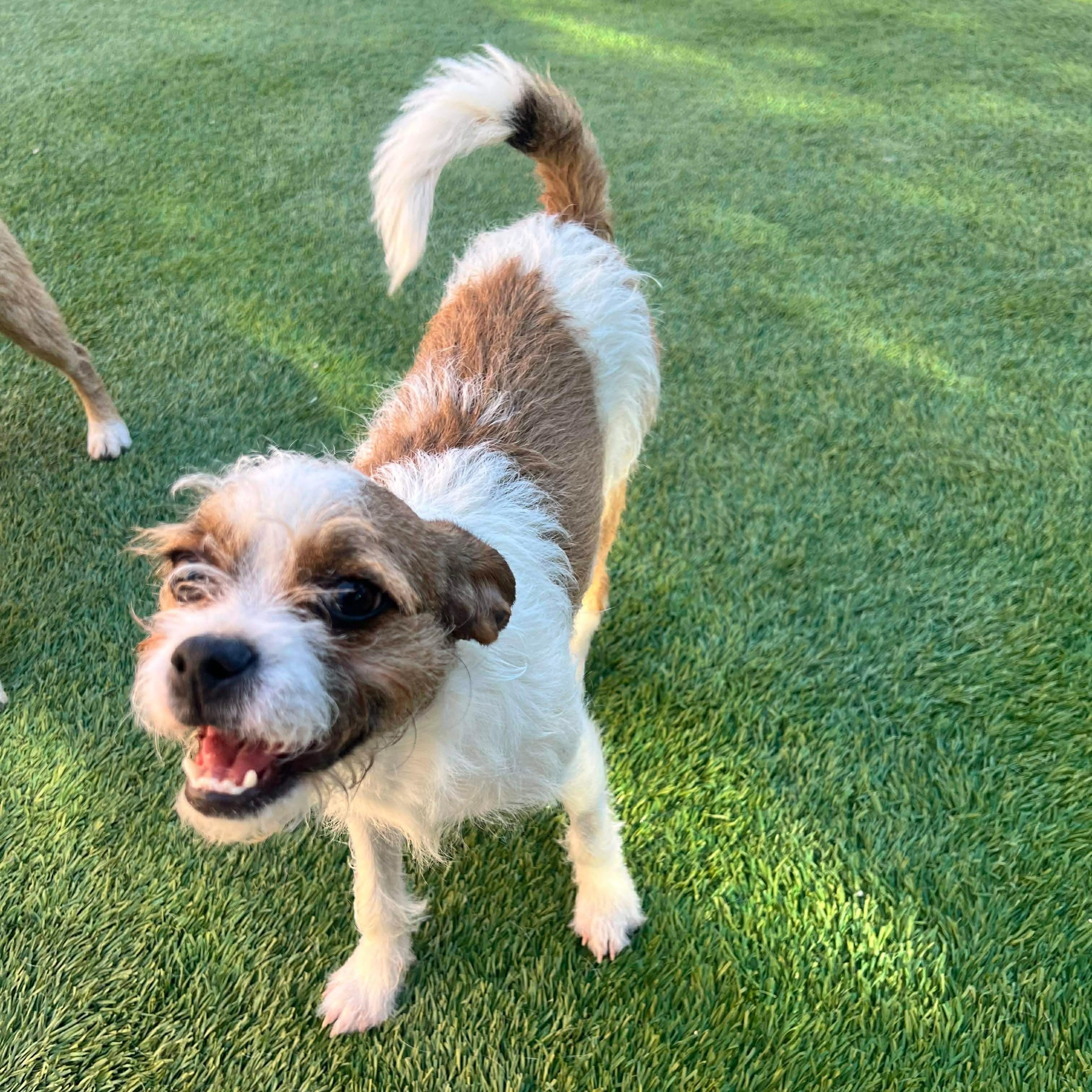 Myrtle, an adoptable mixed breed in Las Vegas, NV image 3/4