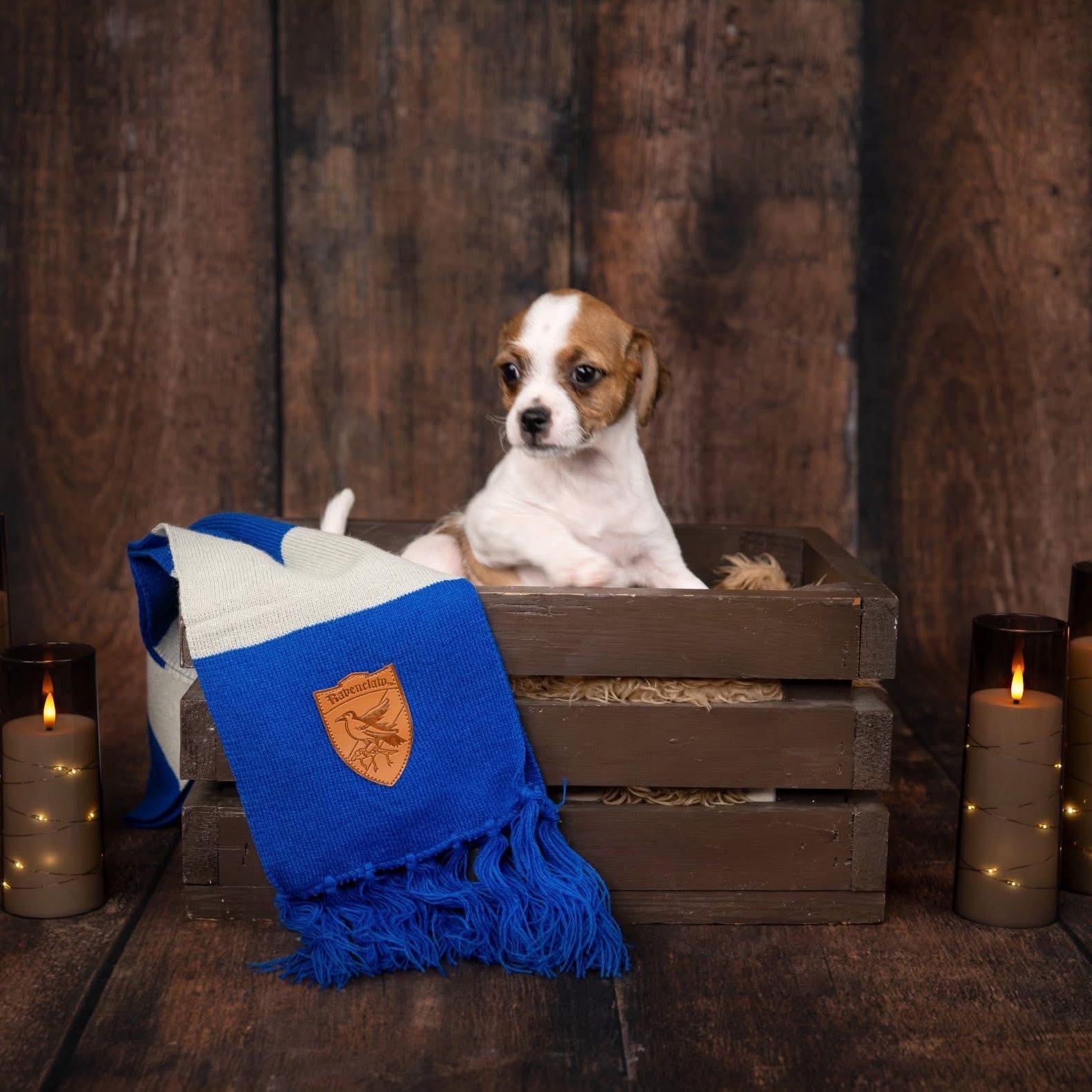 Myrtle, an adoptable mixed breed in Las Vegas, NV image 4/4