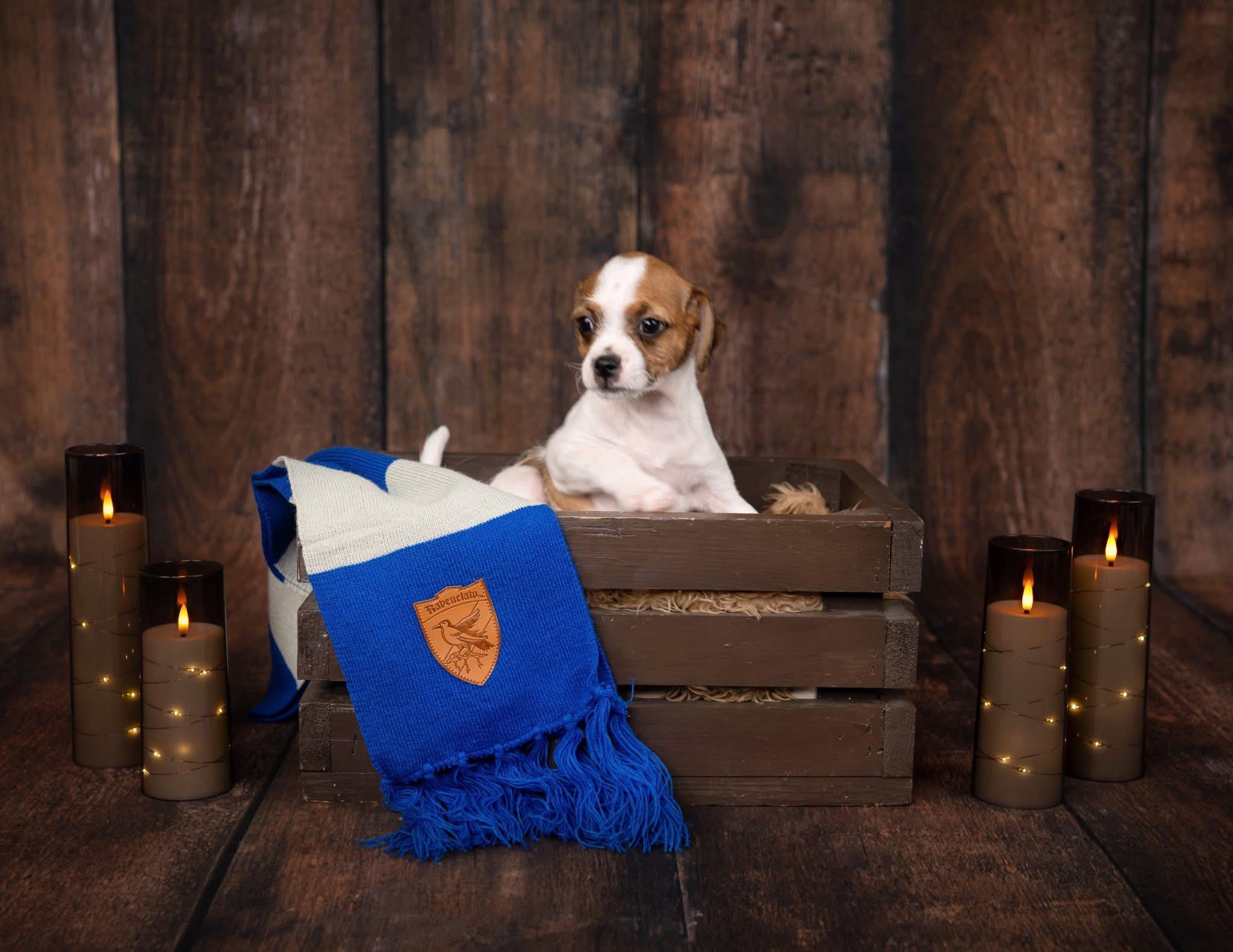 Myrtle, a Adoptable mixed breed in Las Vegas, NV image 2/2