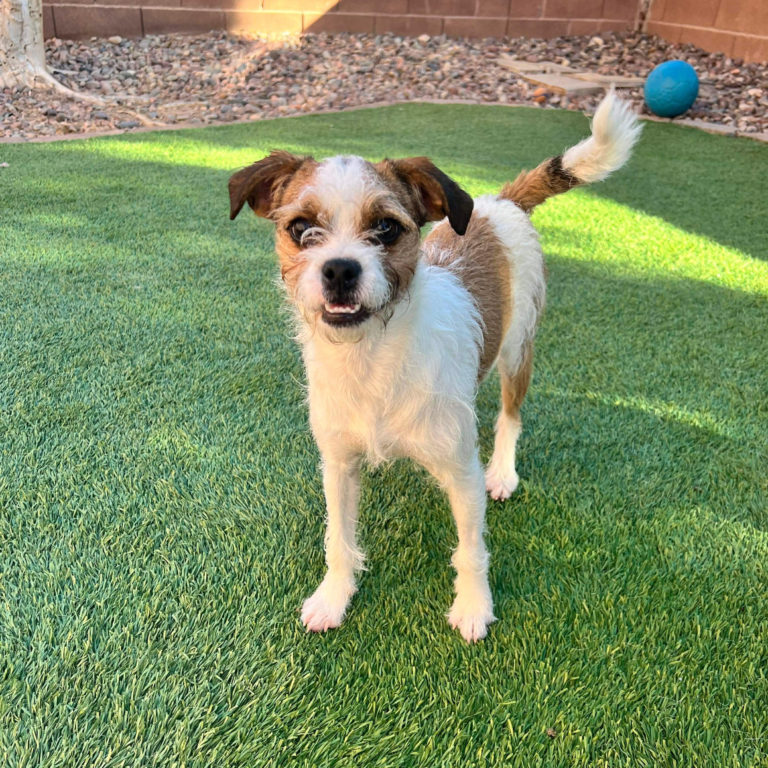 Myrtle, an adoptable mixed breed in Las Vegas, NV image 2/4