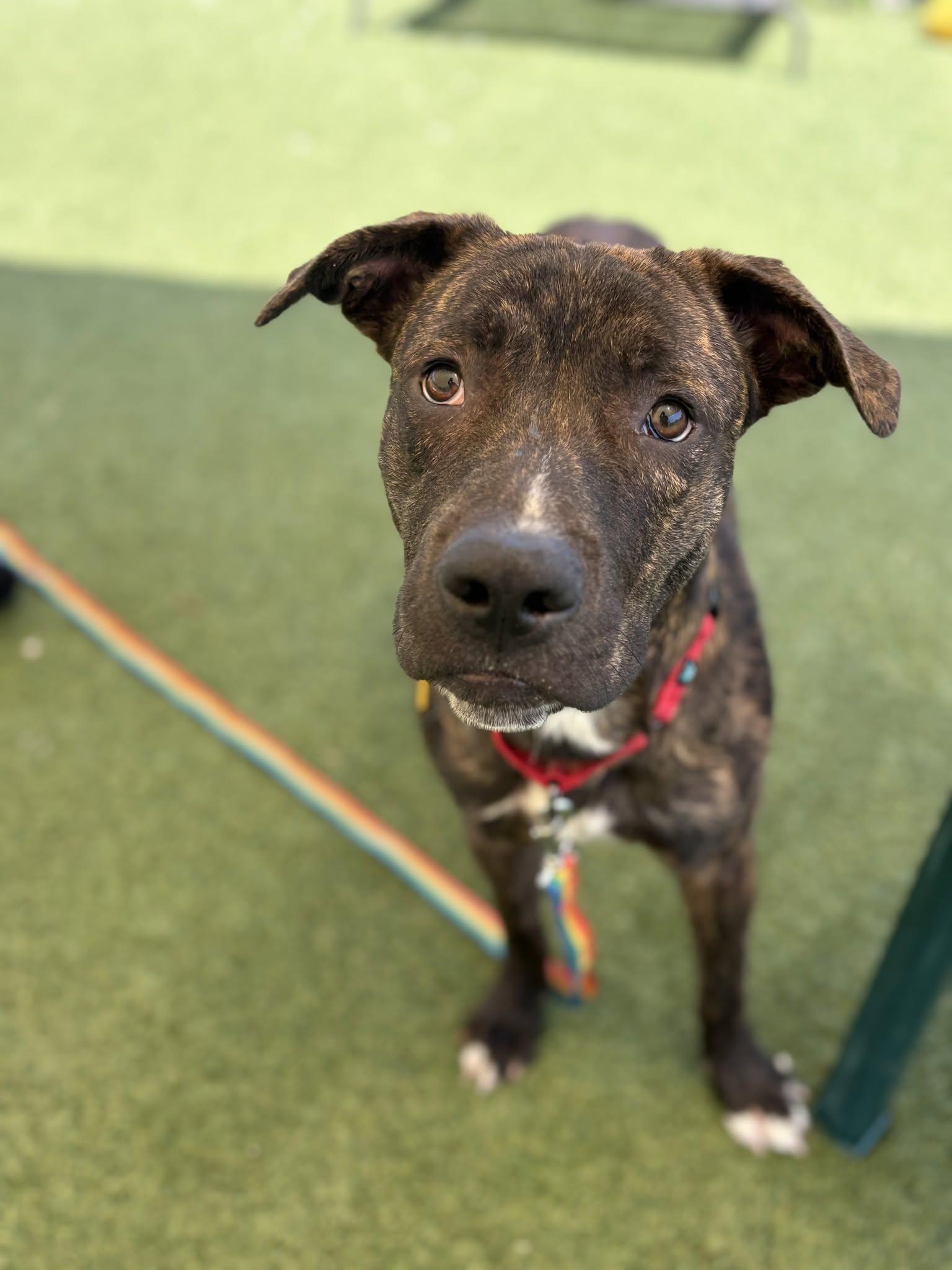 Enlarge Draco, a ADOPTABLE mixed breed in Cleveland, OH image 3/6