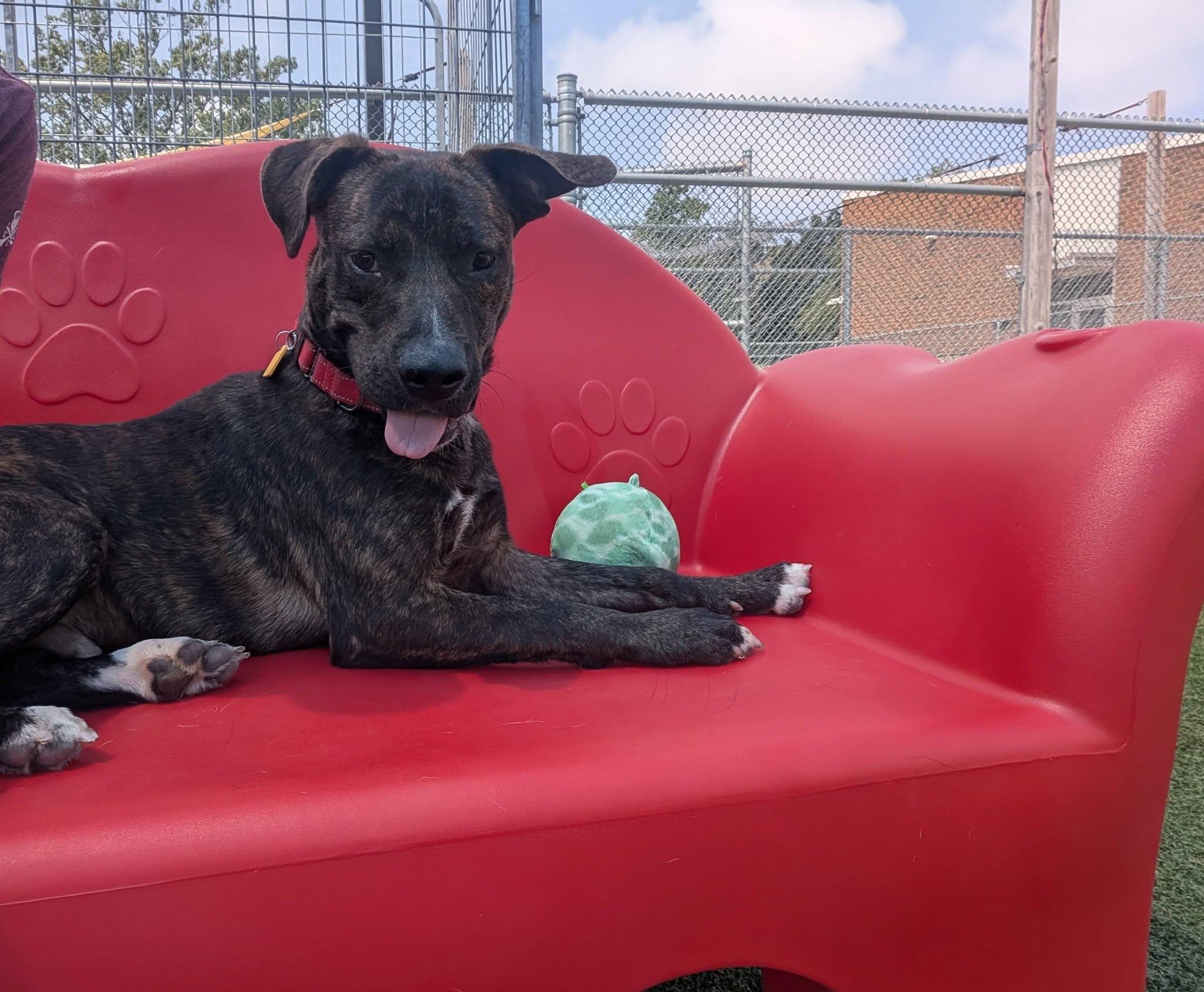Enlarge Draco, a ADOPTABLE mixed breed in Cleveland, OH image 4/6