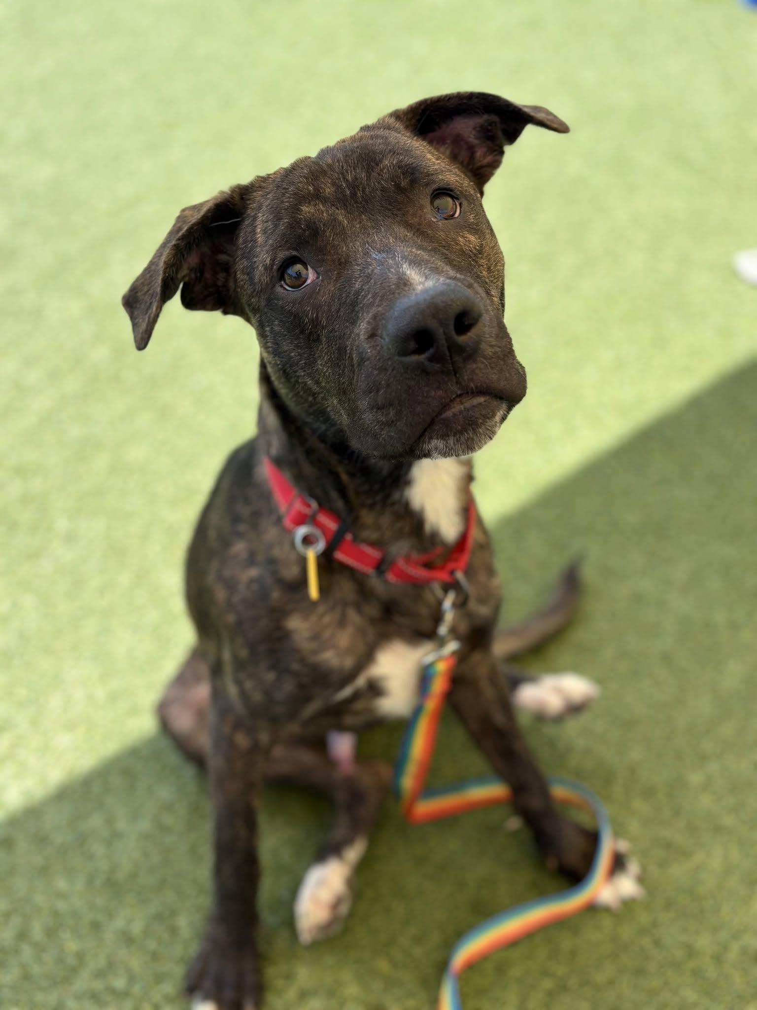 Enlarge Draco, a ADOPTABLE mixed breed in Cleveland, OH image 2/6