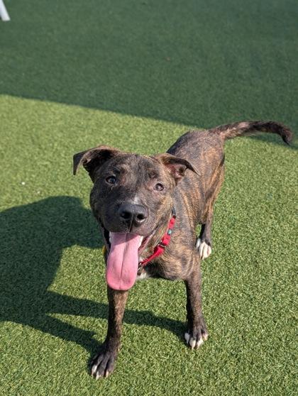 Enlarge Draco, a ADOPTABLE mixed breed in Cleveland, OH image 1/6