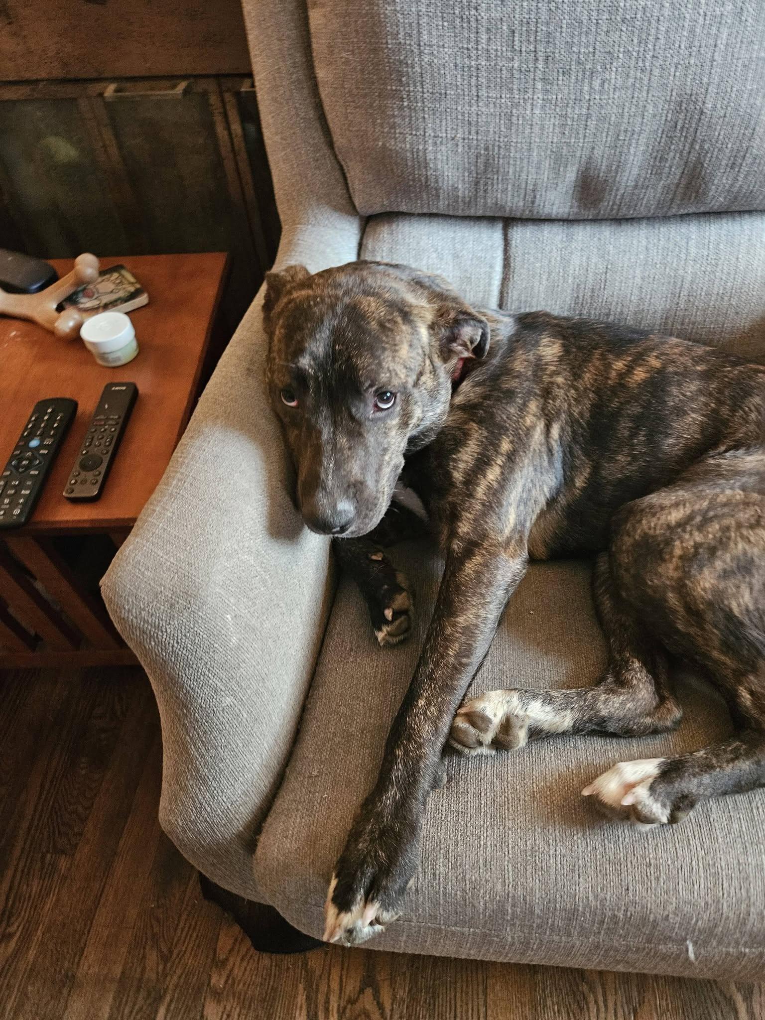 Enlarge Draco, a ADOPTABLE mixed breed in Cleveland, OH image 6/6