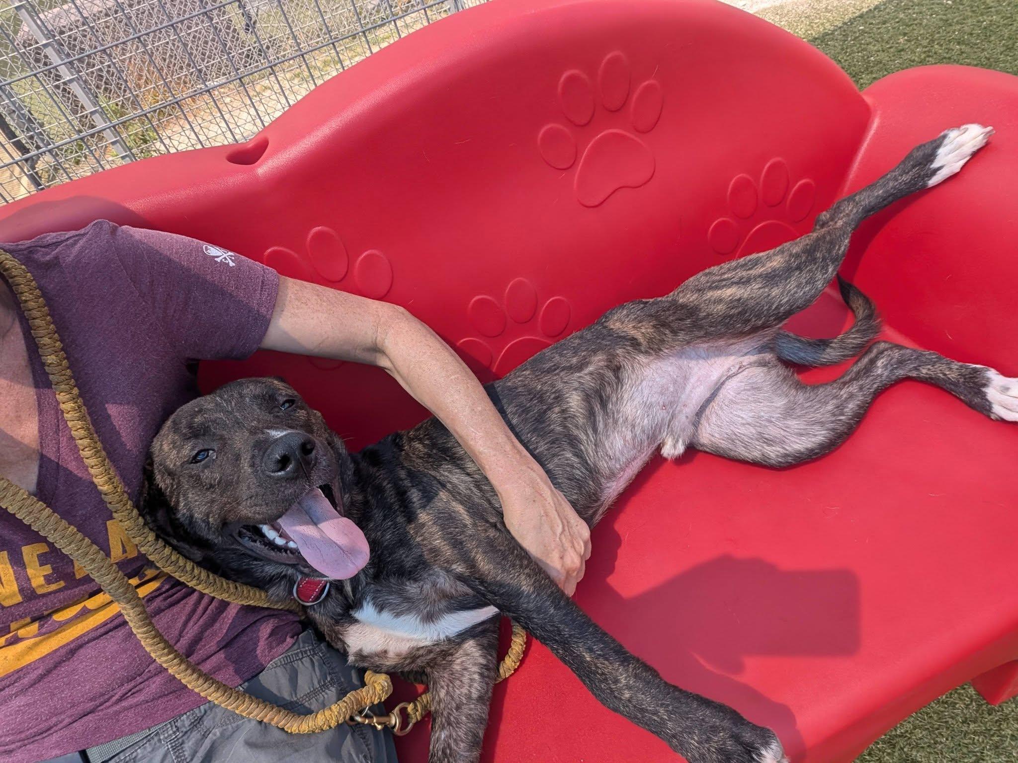 Enlarge Draco, a ADOPTABLE mixed breed in Cleveland, OH image 5/6