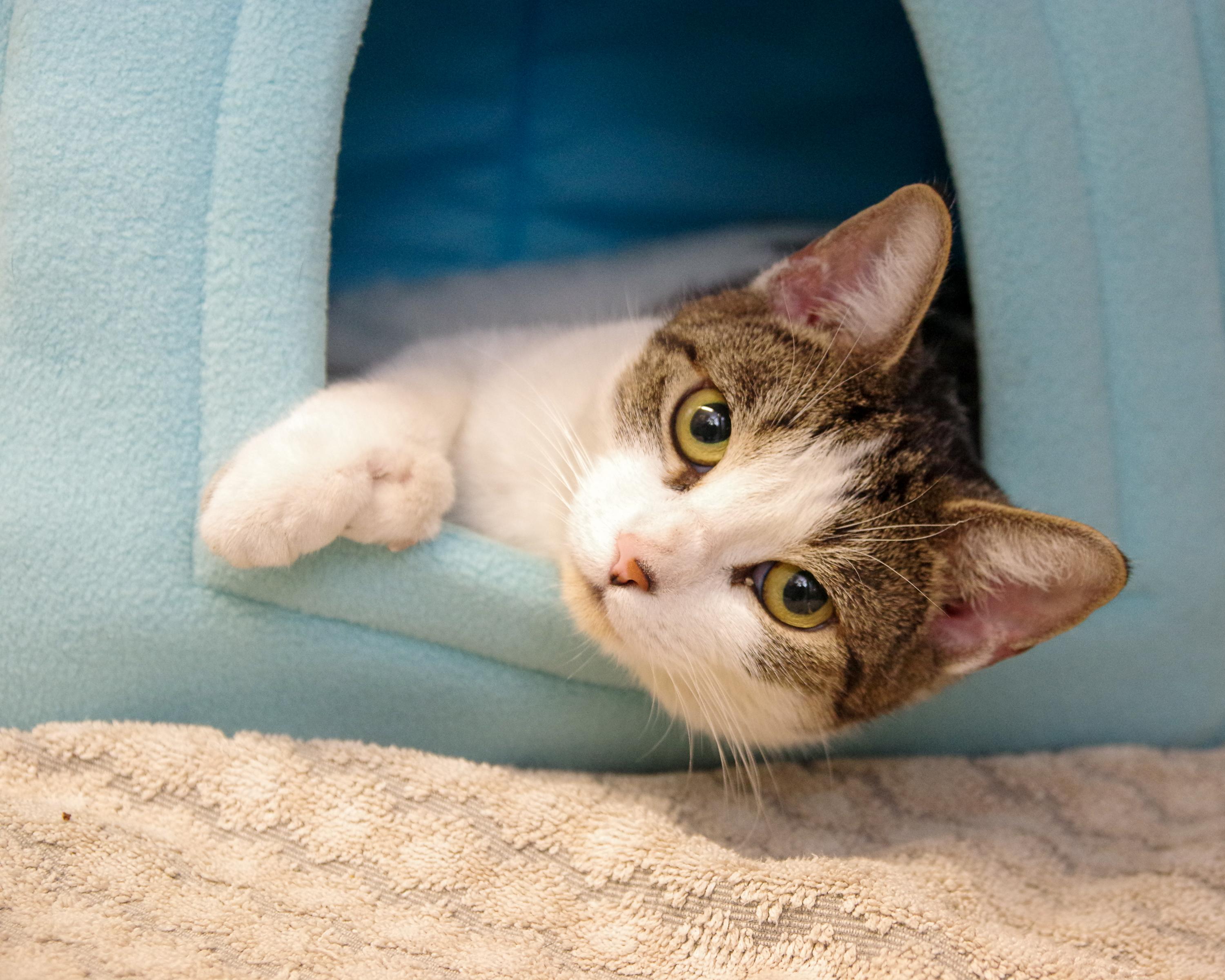 Brooke, ADOPTABLE, Young Female American Shorthair.
