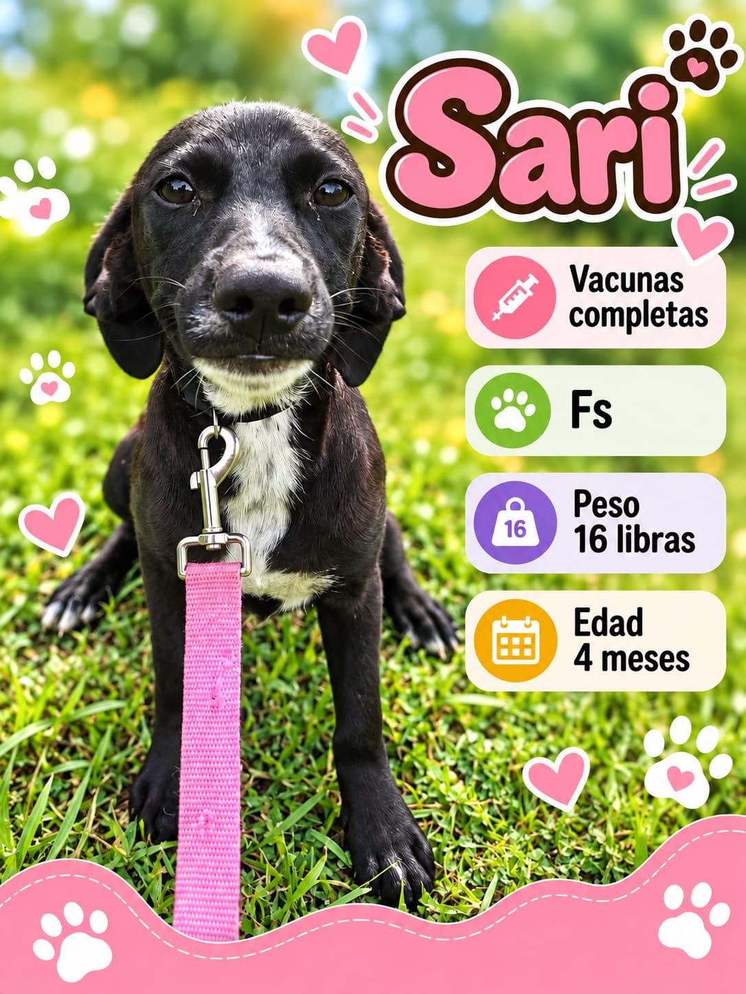 Sari photo