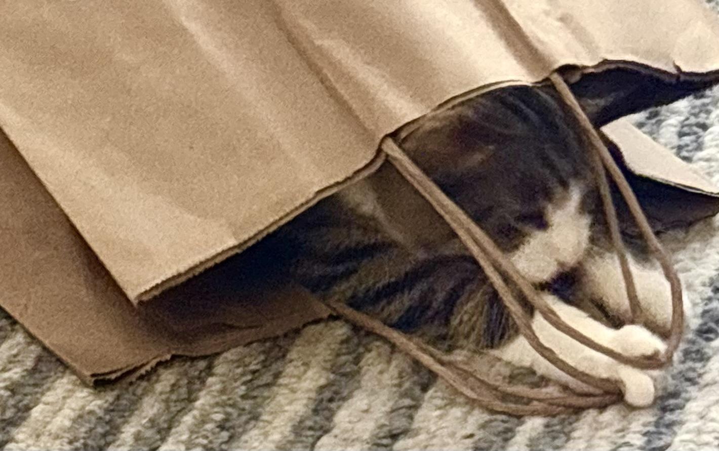 Louis, a Adoptable mixed breed in Hyattsville, MD image 2/6