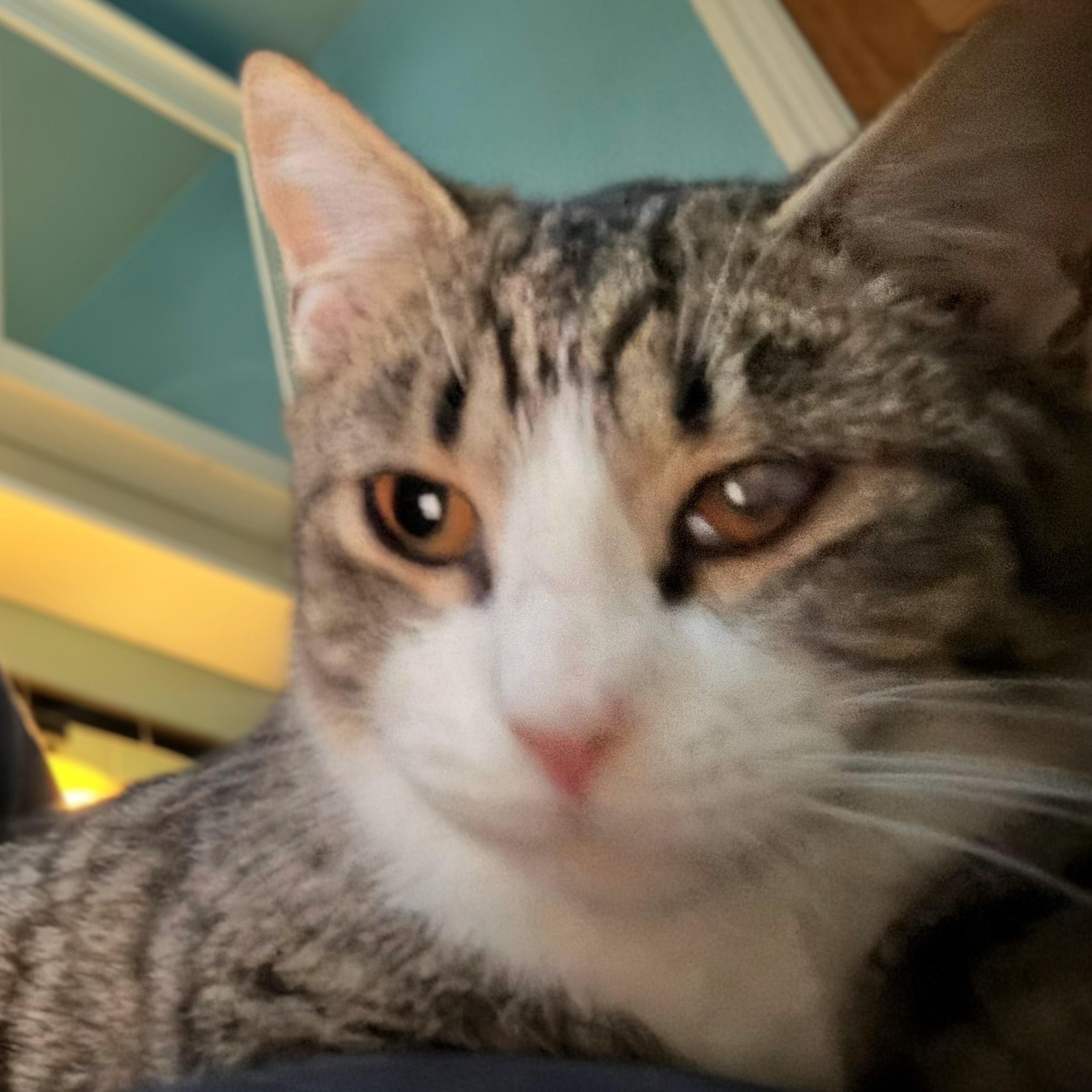 Louis, a Adoptable mixed breed in Hyattsville, MD image 3/6