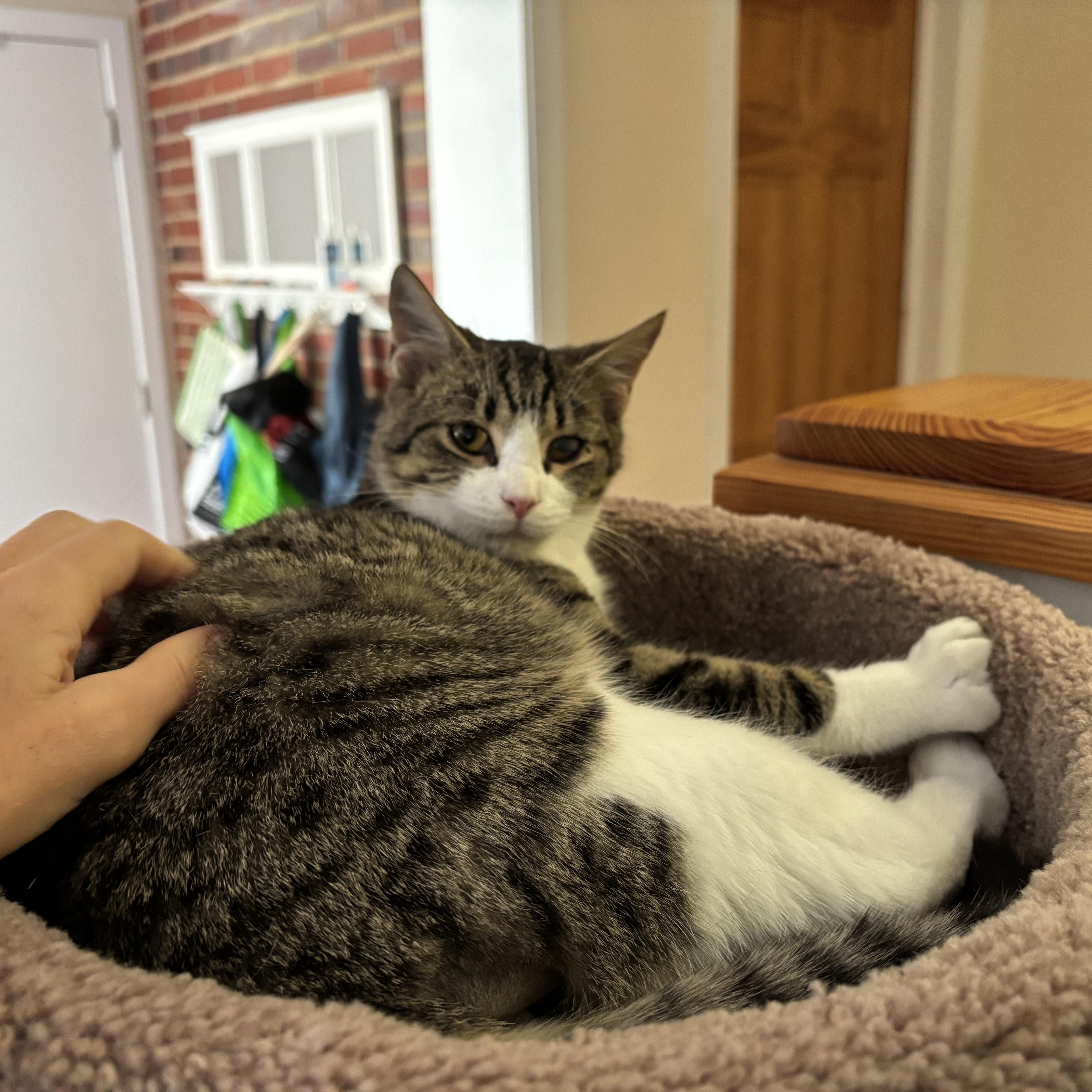 Louis, a Adoptable mixed breed in Hyattsville, MD image 4/6