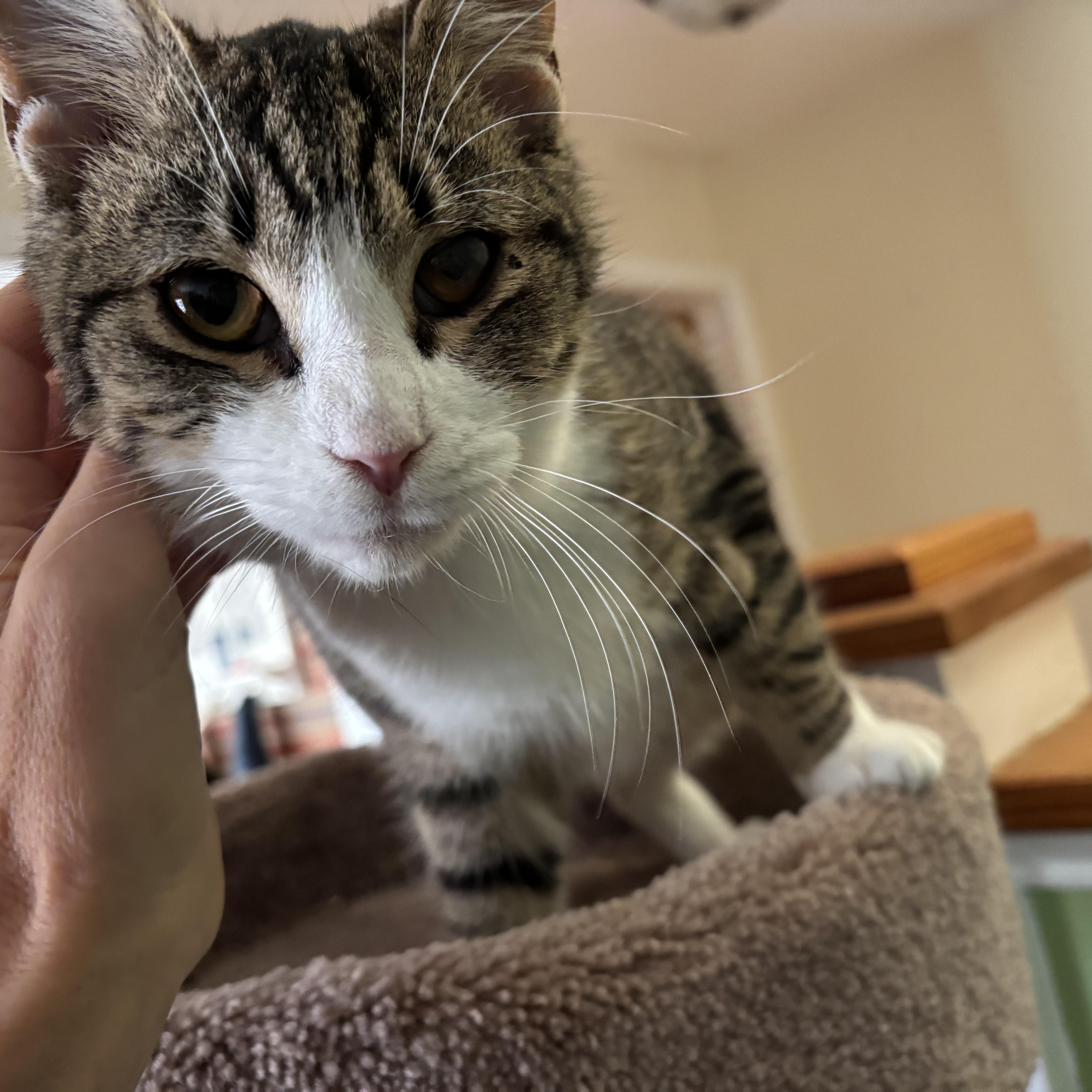 Louis, Adoptable, Kitten Male Tabby & Domestic Short Hair.