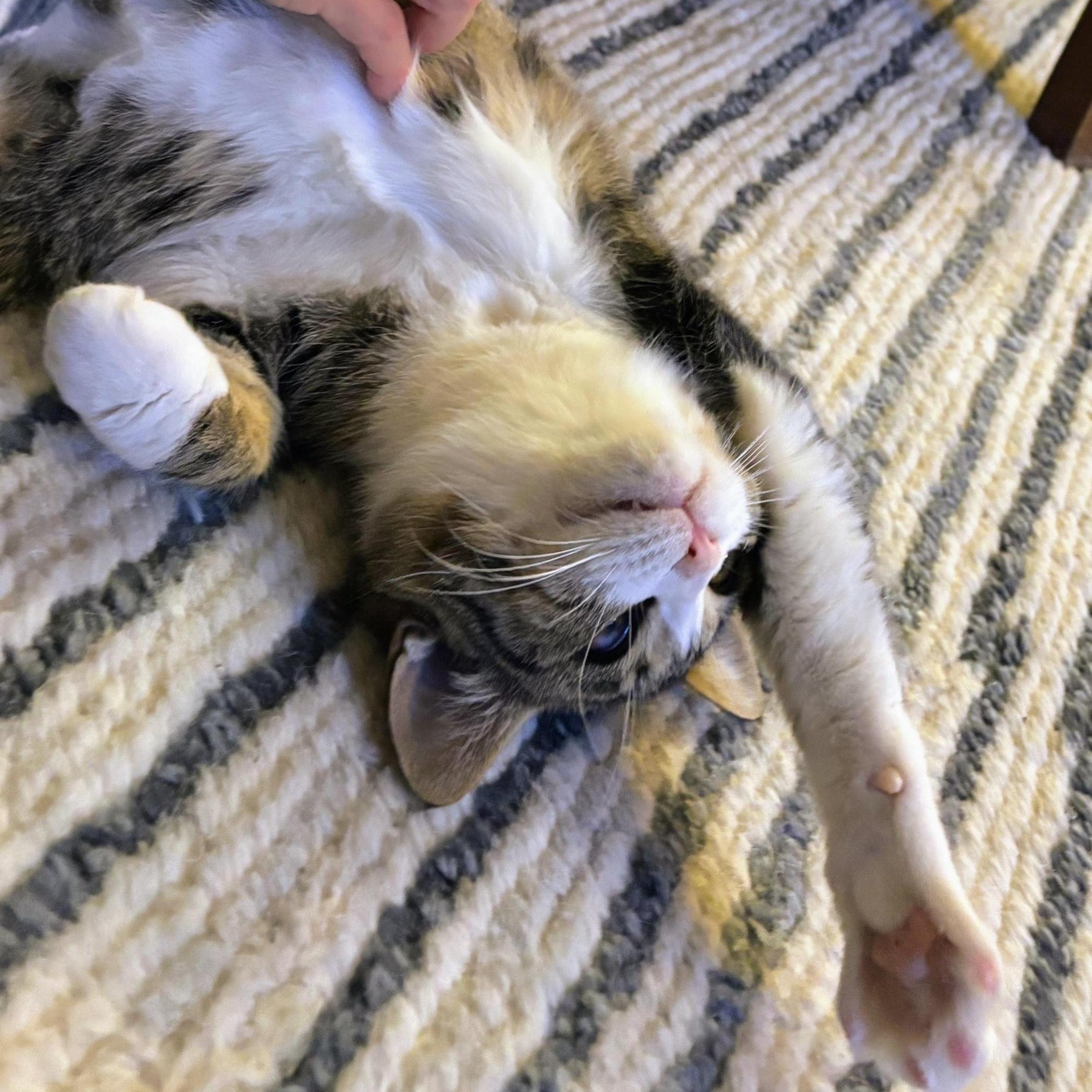 Louis, a Adoptable mixed breed in Hyattsville, MD image 5/6