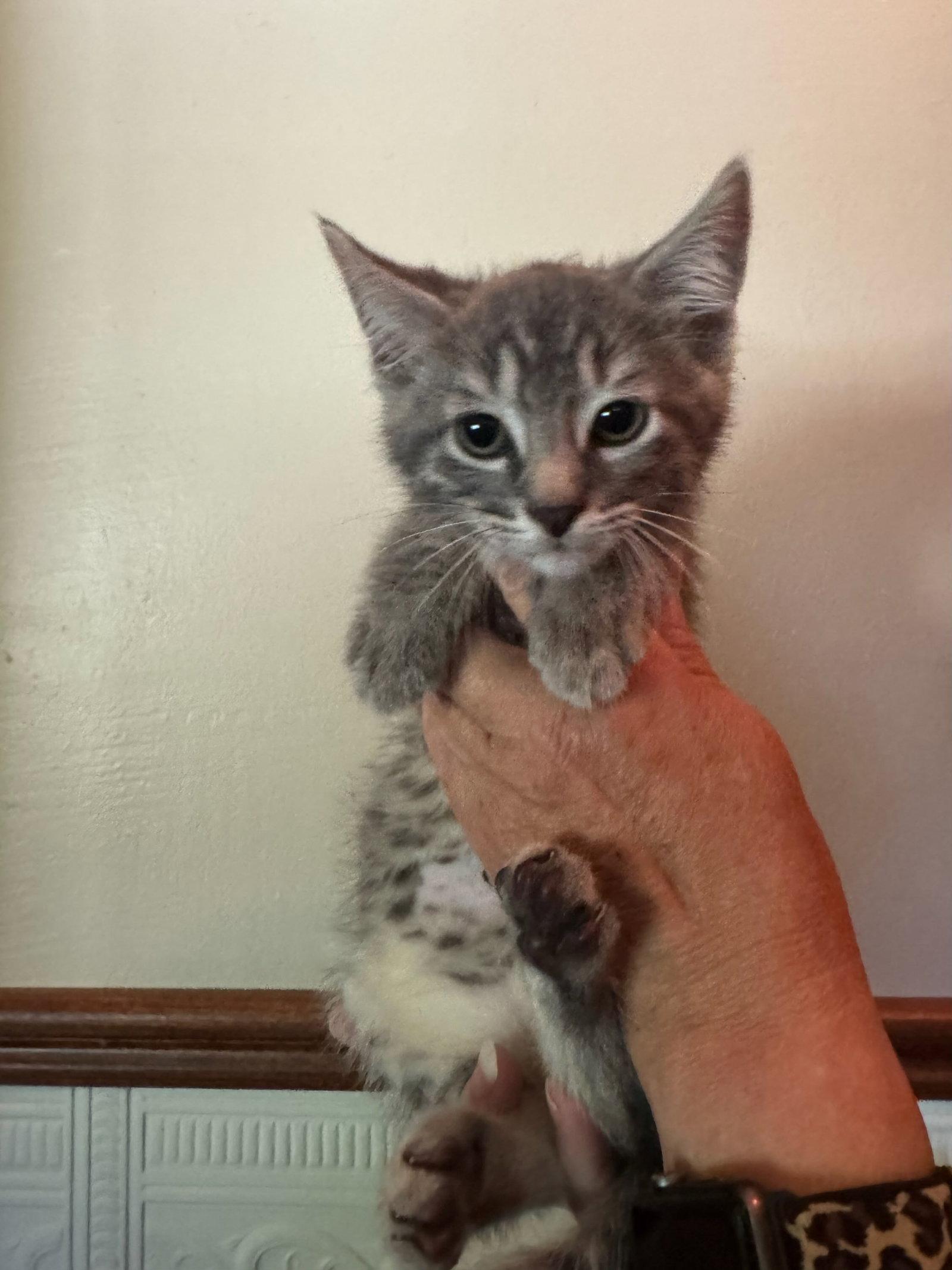 Goose Kitten, Adoptable, Kitten Male Domestic Short Hair.
