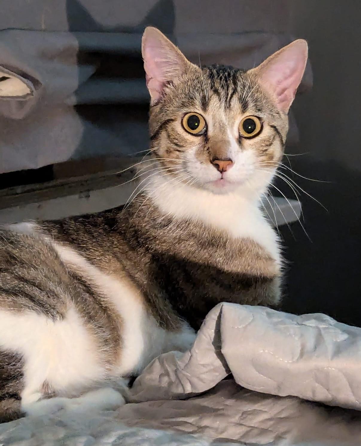 Honey, Adoptable, Adult Male Domestic Short Hair.