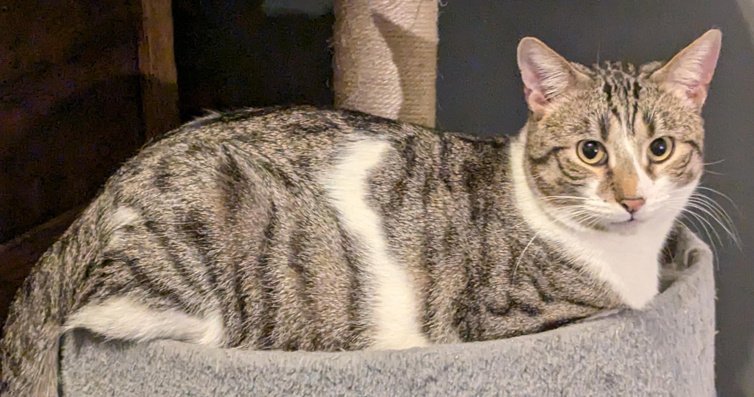 Honey, a Adoptable Domestic Short Hair in Lincoln, NE image 2/2