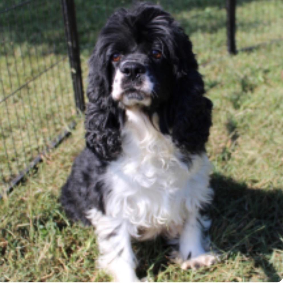 Enlarge Fancy, a Adoptable mixed breed in Pittsburg, KS image 1/1