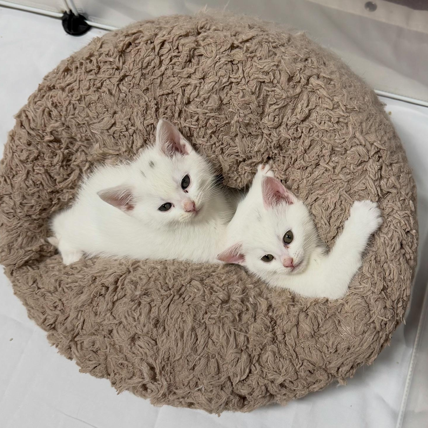 Enlarge Egret, an adopted Domestic Short Hair in Portland, OR image 3/5