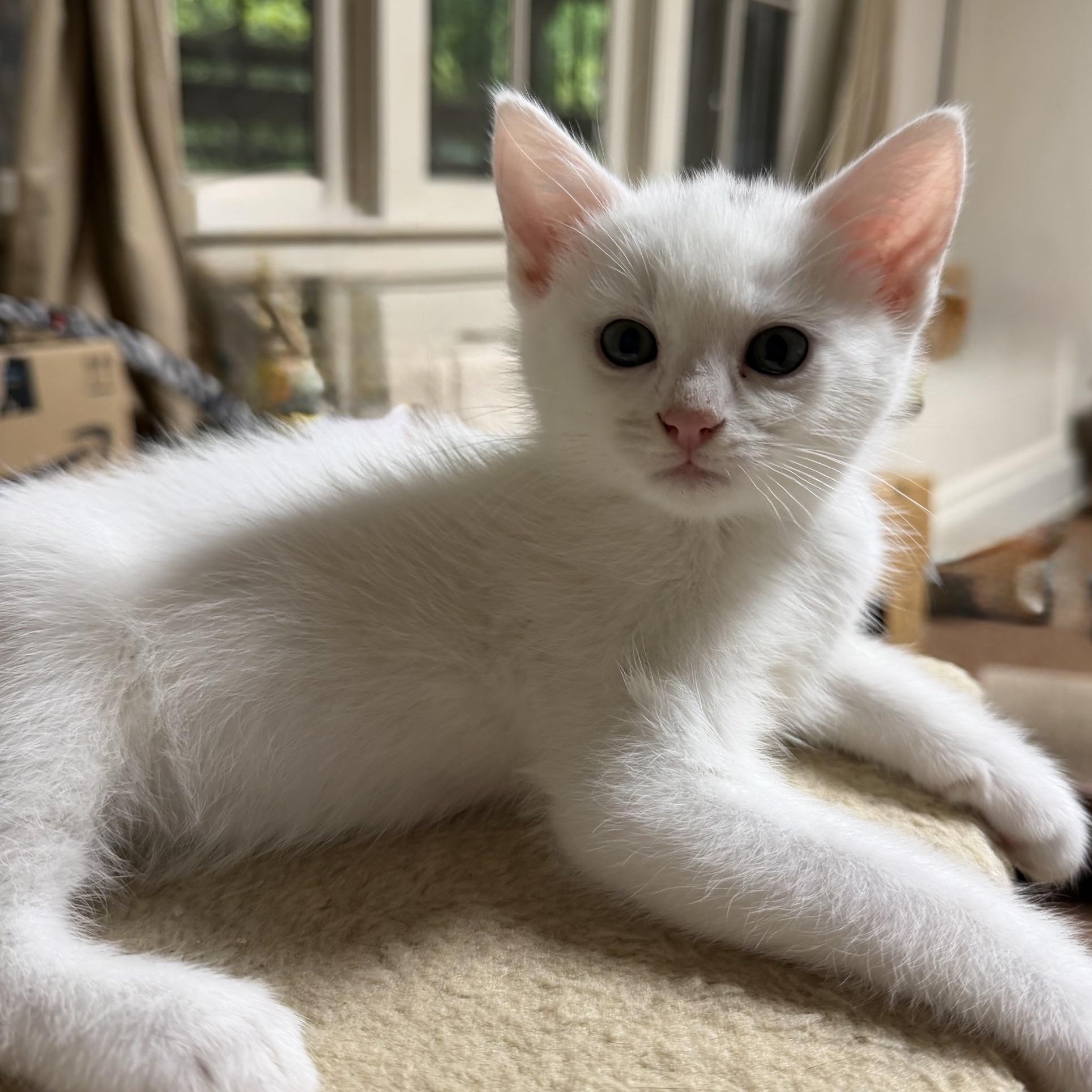 Enlarge Egret, an adopted Domestic Short Hair in Portland, OR image 1/5