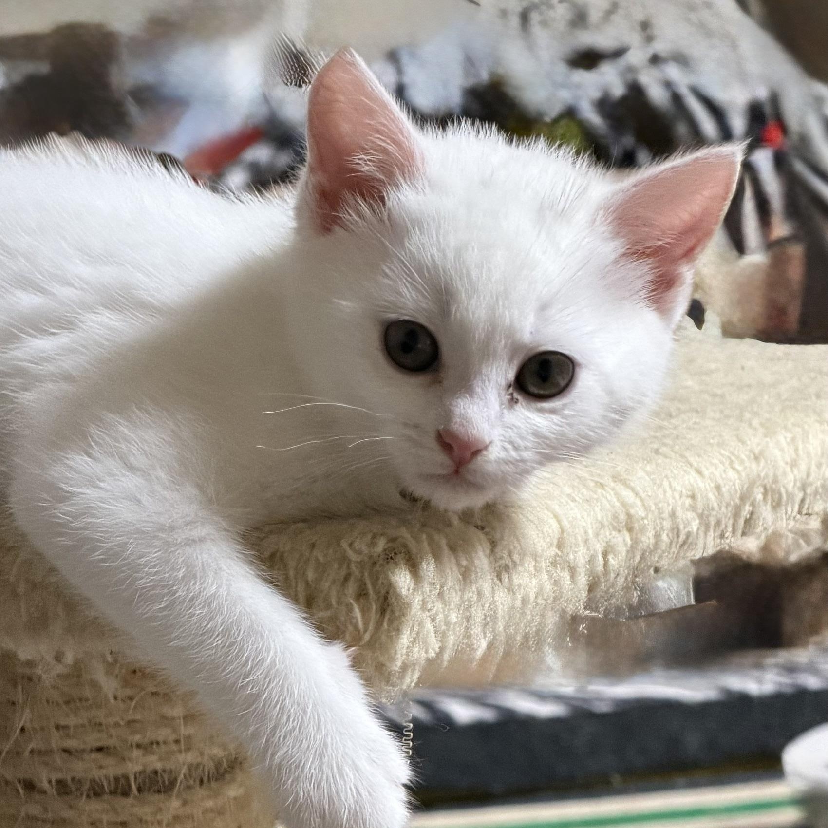 Enlarge Egret, an adopted Domestic Short Hair in Portland, OR image 2/5