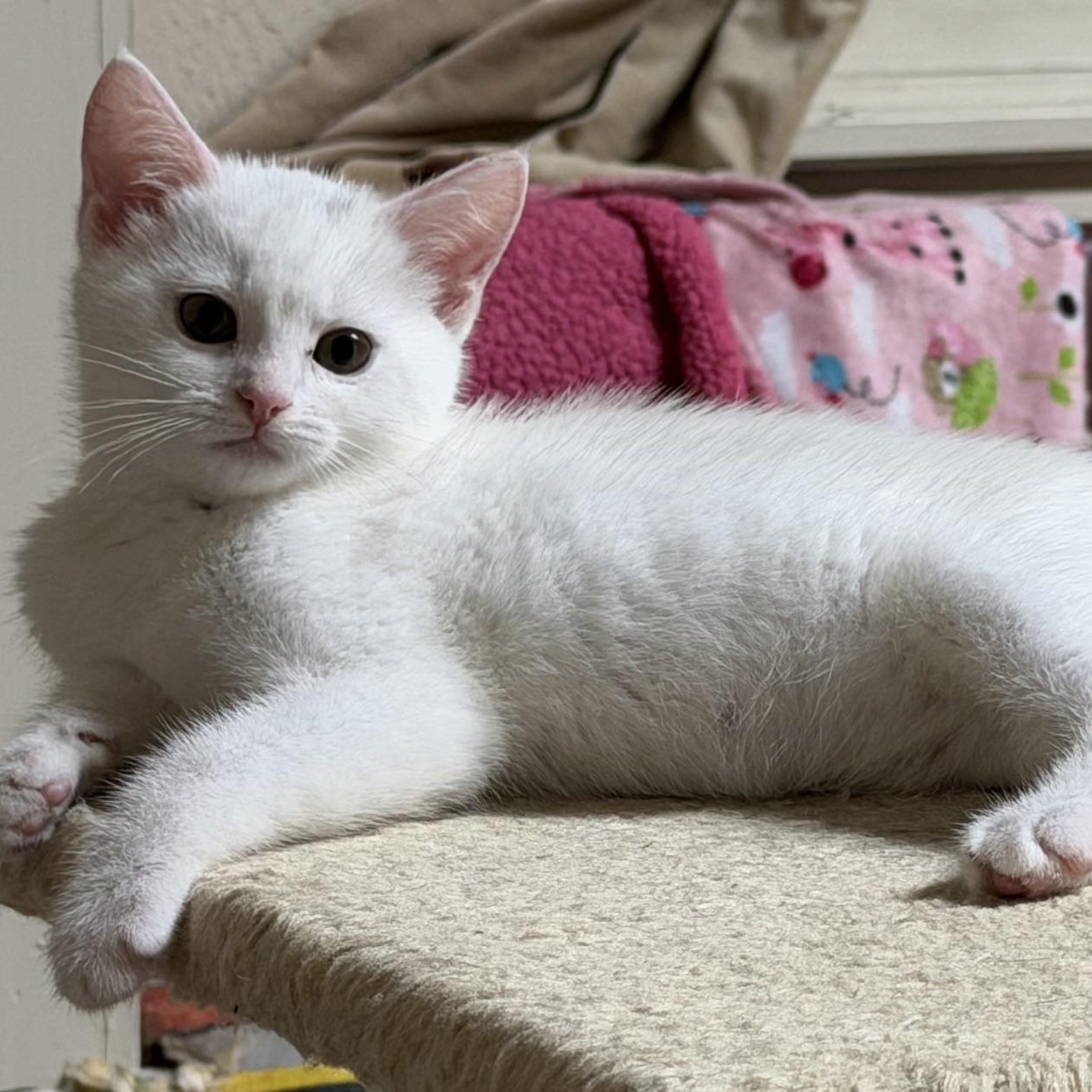 Enlarge Egret, an adopted Domestic Short Hair in Portland, OR image 5/5