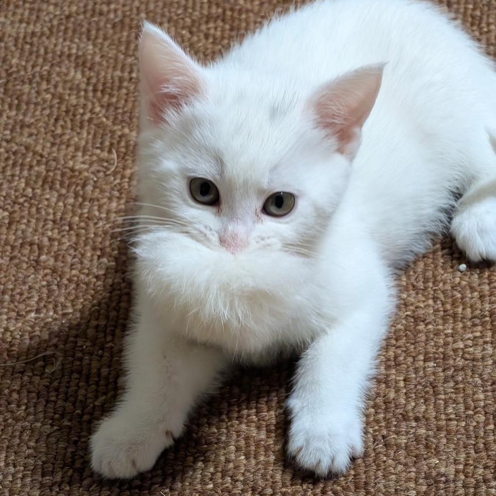 Enlarge Egret, an adopted Domestic Short Hair in Portland, OR image 4/5