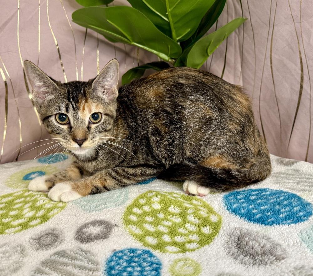 Thalia, Adoptable, Kitten Female Domestic Short Hair.