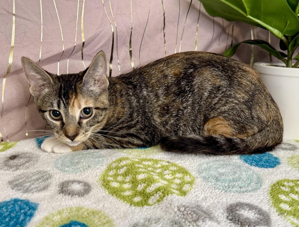 Thalia, Adoptable, Kitten Female Domestic Short Hair.