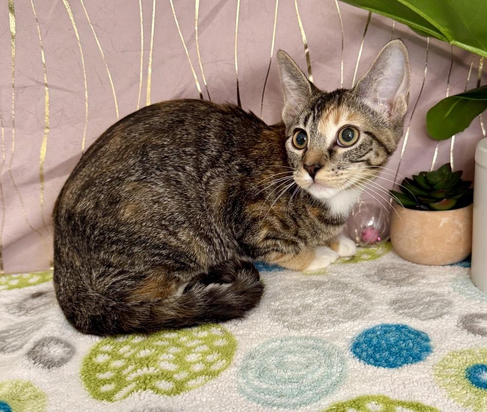 Thalia, a Adoptable Domestic Short Hair in Long Beach, MS image 4/5