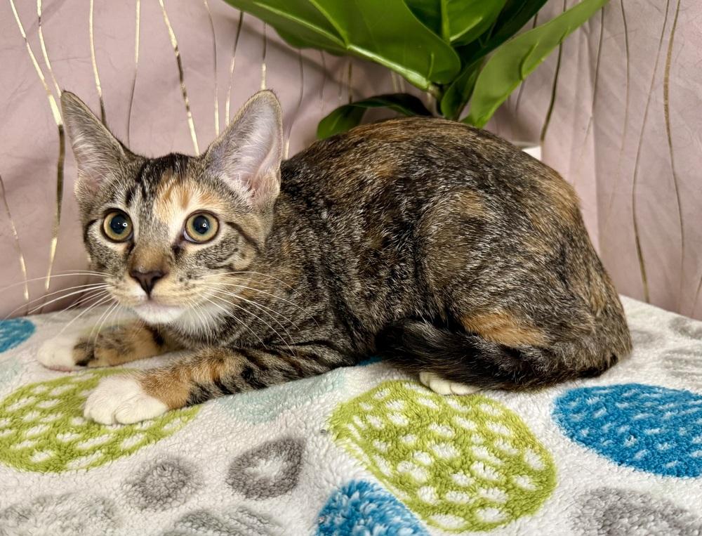 Thalia, a Adoptable Domestic Short Hair in Long Beach, MS image 5/5